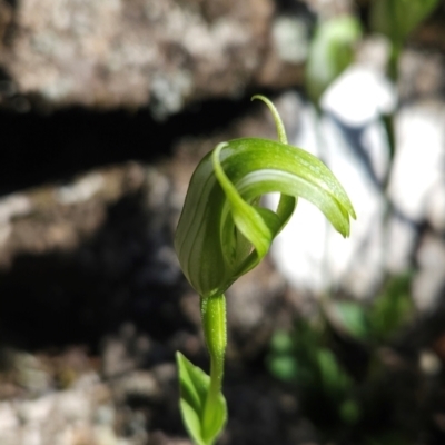 Pterostylis scabrida