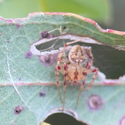 Araneus nigropunctatus