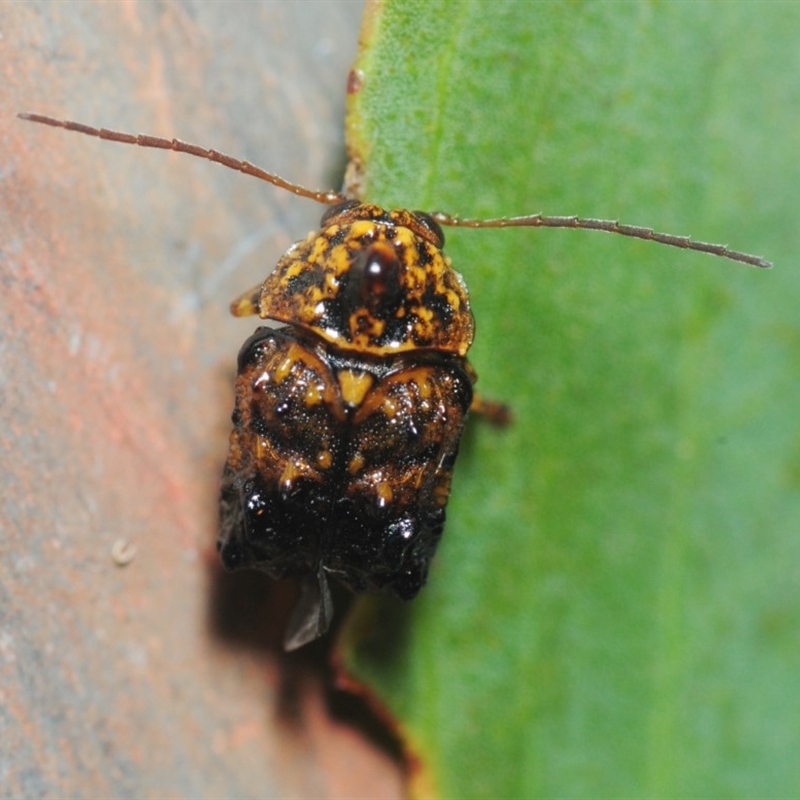 Cadmus (Cyphodera) chlamydiformis