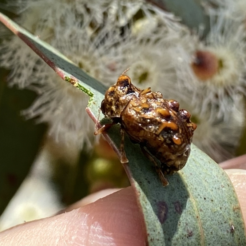 Cadmus (Cyphodera) chlamydiformis