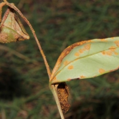 Austropuccinia psidii