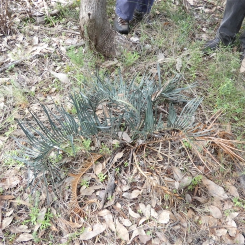 Macrozamia secunda