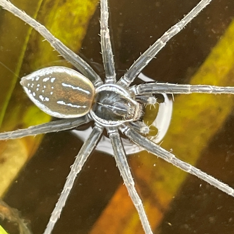 Dolomedes facetus