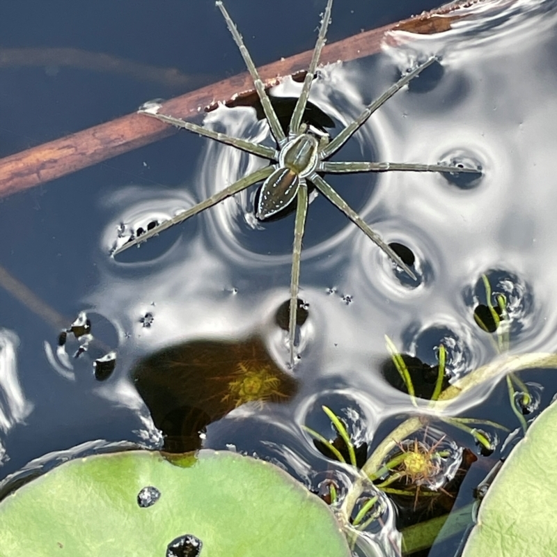 Dolomedes facetus