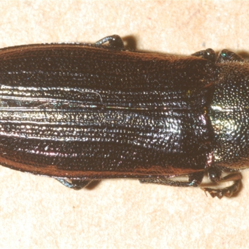 Neobuprestis frenchi