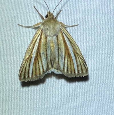 Heliocheilus cramboides