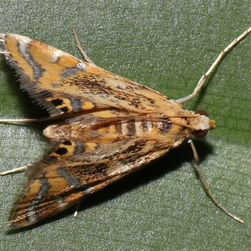 Cataclysta lampetialis