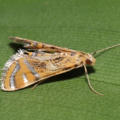 Cataclysta lampetialis