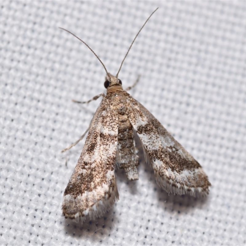 Araeomorpha diplopa