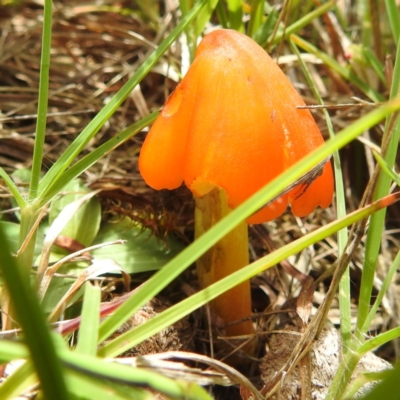 Hygrocybe conica complex