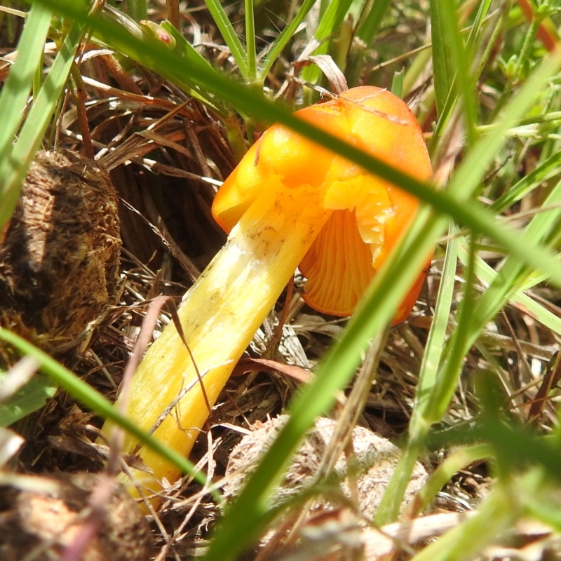 Hygrocybe conica complex