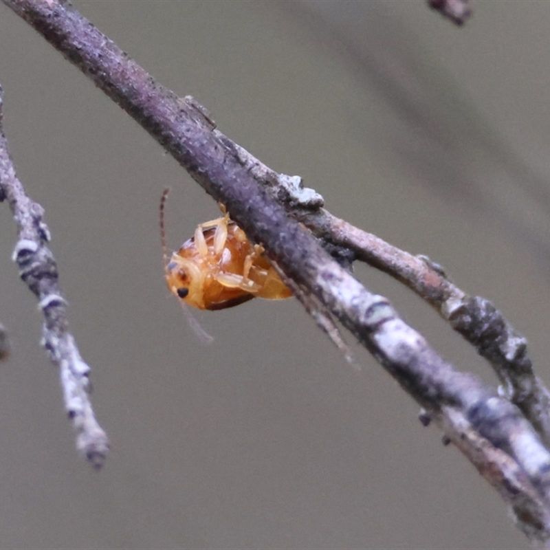 Arsipoda montana