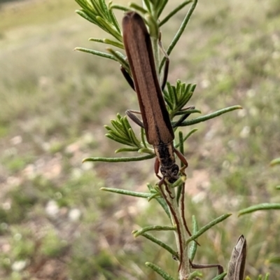 Uracanthus bivitta