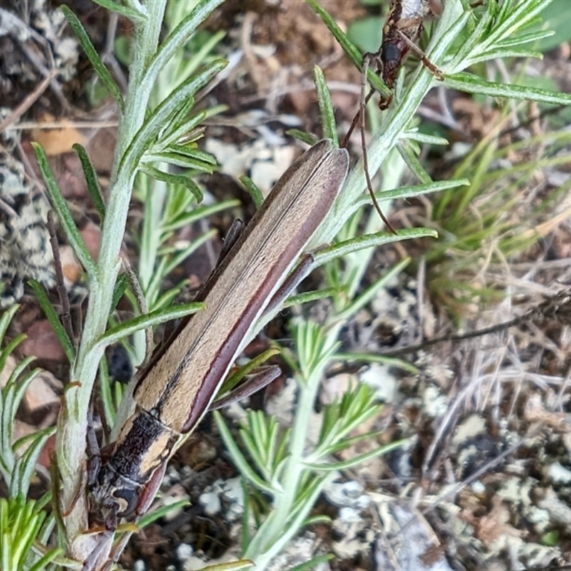 Uracanthus bivitta