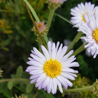 Olearia frostii