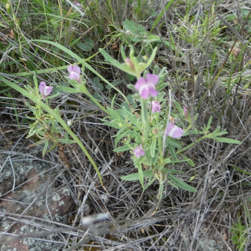 Mimulus gracilis