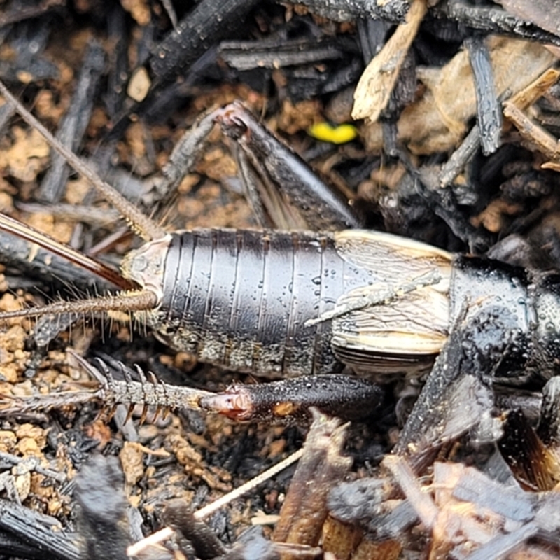 Velarifictorus (Buangina) diminuens