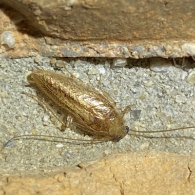 Ectobiinae (subfamily)