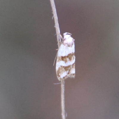 Eulechria triferella