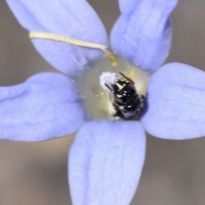 Exoneurella lawsoni