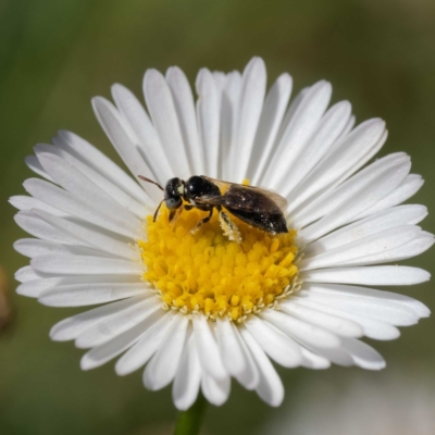 Exoneurella lawsoni