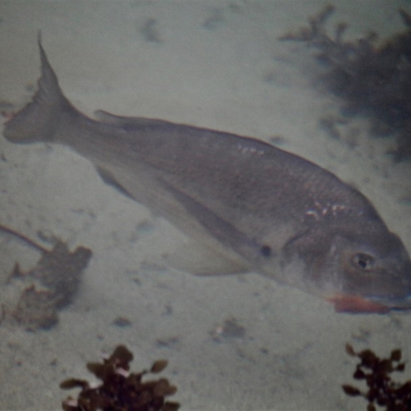 Acanthopagrus butcheri