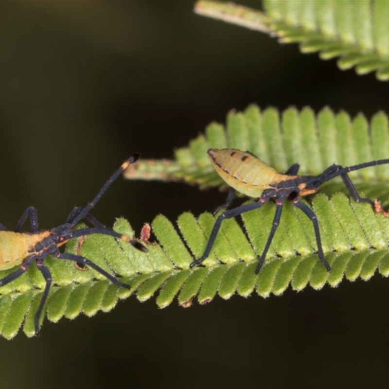 Amorbus obscuricornis