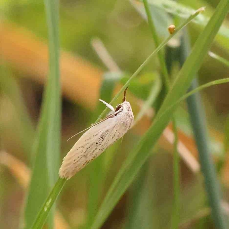 Scieropepla reversella