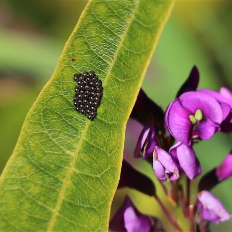 Asopinae sp. (Subfamily)