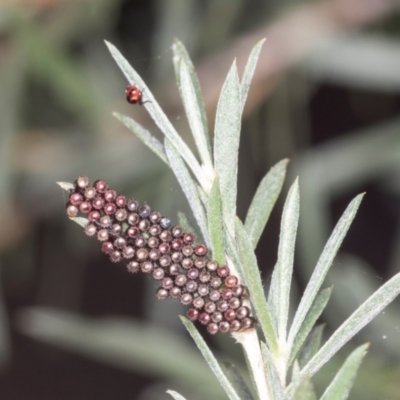 Asopinae sp. (Subfamily)