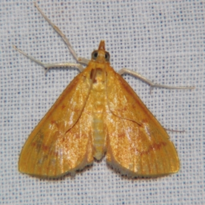 Paliga rubicundalis