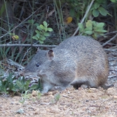 Isoodon obesulus nauticus