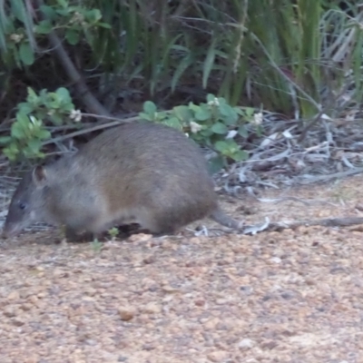 Isoodon obesulus nauticus