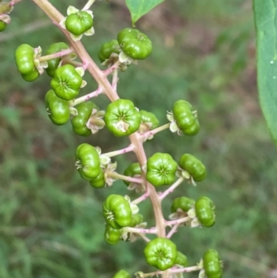 Phytolacca americana