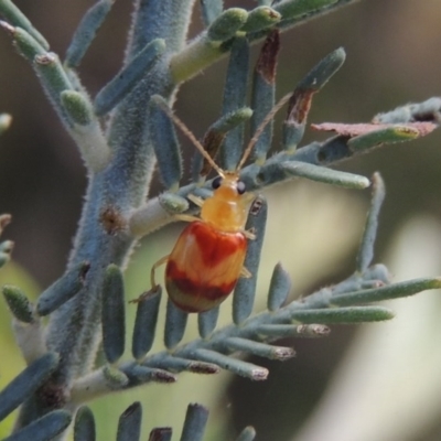 Monolepta juno