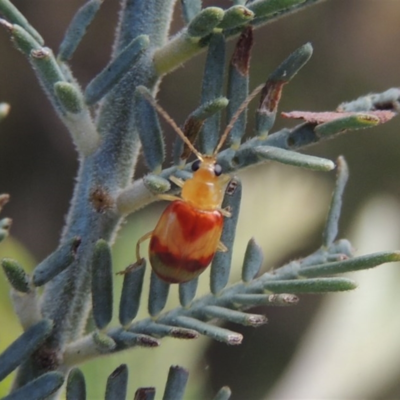 Monolepta juno