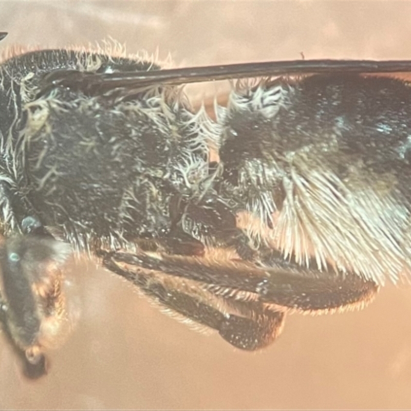 Megachile punctata