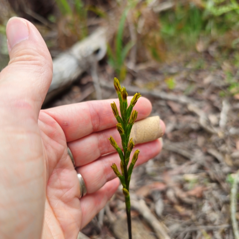 Prasophyllum flavum