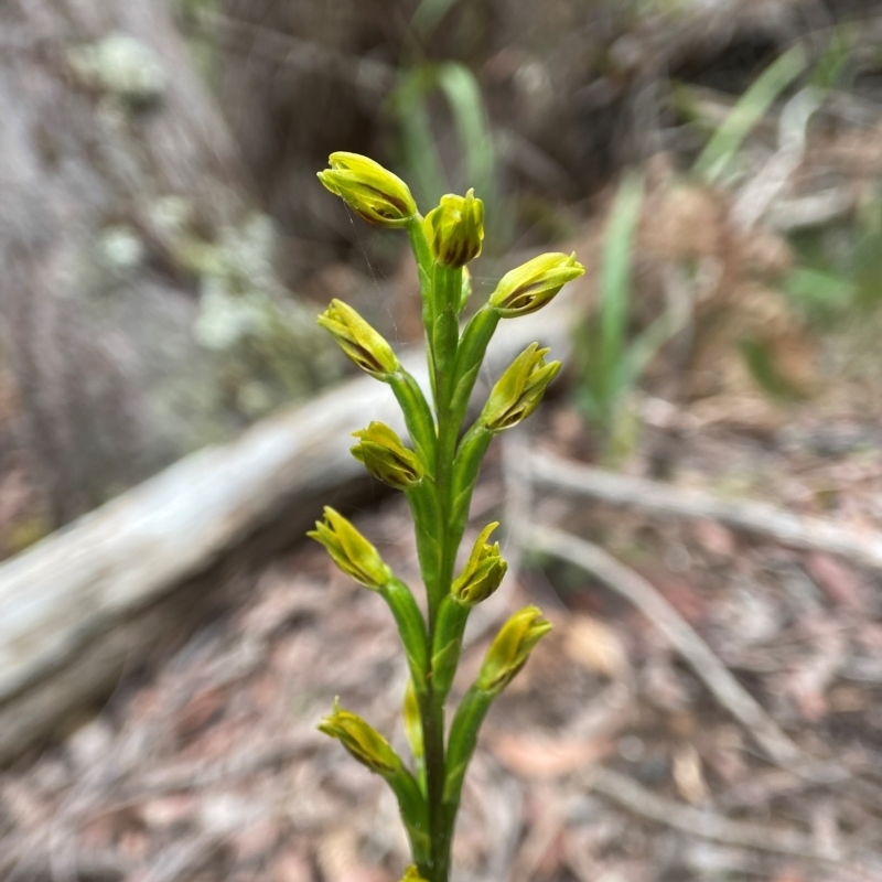 Prasophyllum flavum