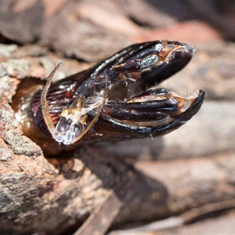 Cossidae (immature)