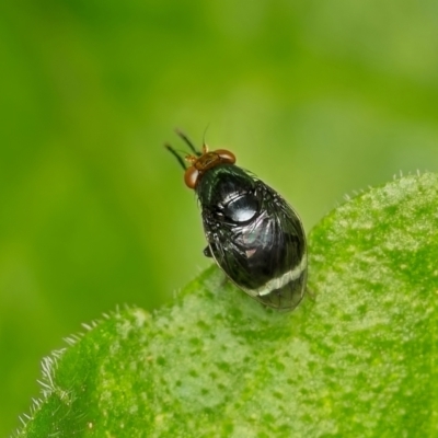 Depressa albicosta