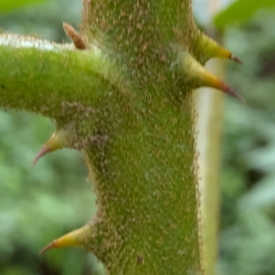 Solanum chrysotrichum