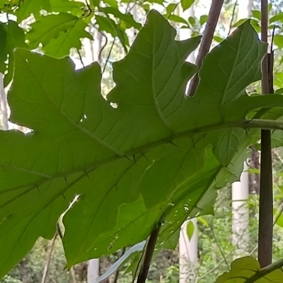 Solanum chrysotrichum