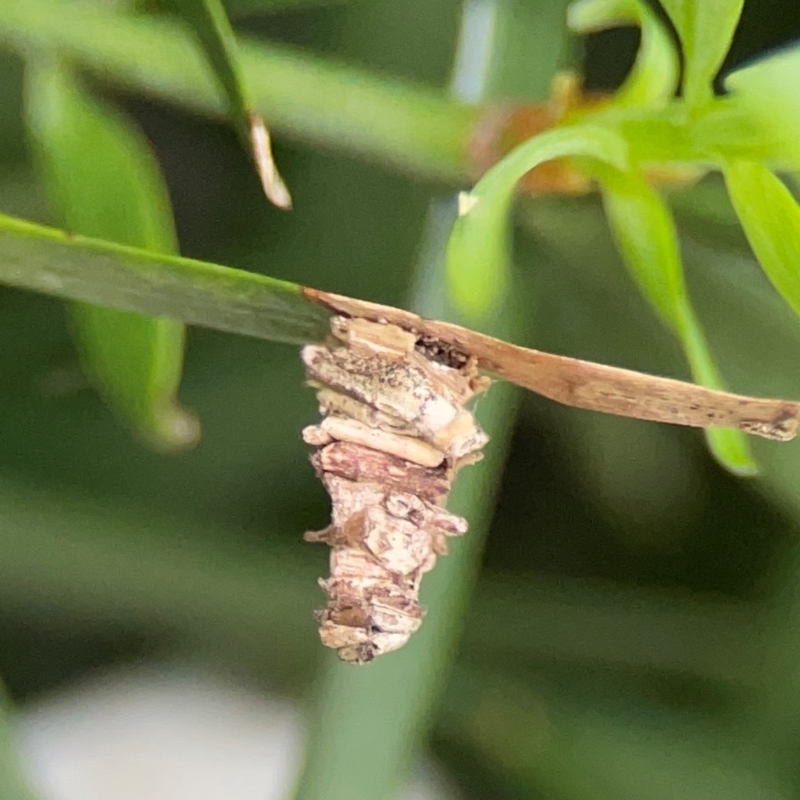 Lomera xanthochrysa