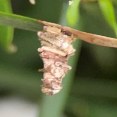 Lomera xanthochrysa