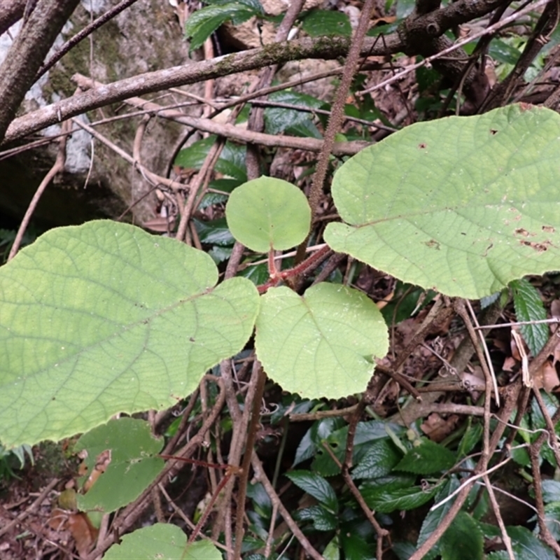 Actinidia deliciosa