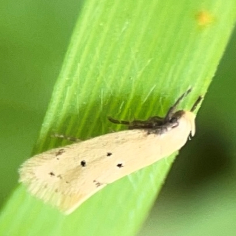 Oecophoridae Provisiion al Species 11