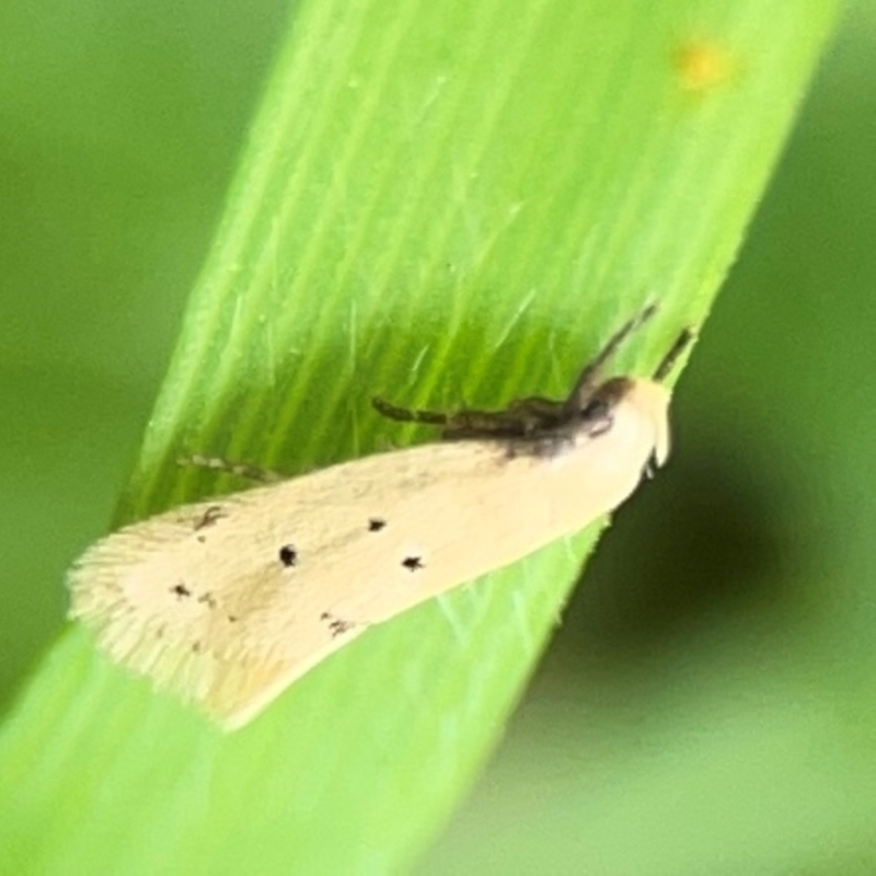 Oecophoridae Provisiion al Species 11