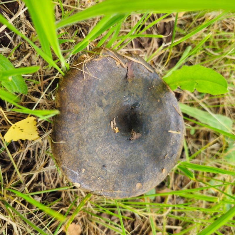 Lactarius turpis