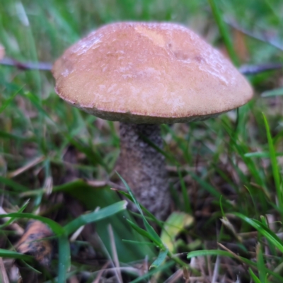 Leccinum snelii